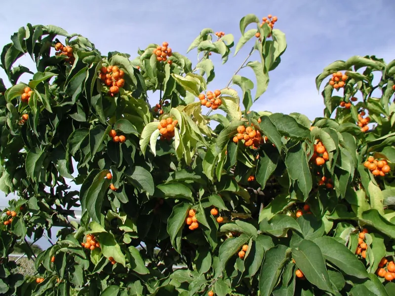 American Bittersweet Adds Strong Fall Color