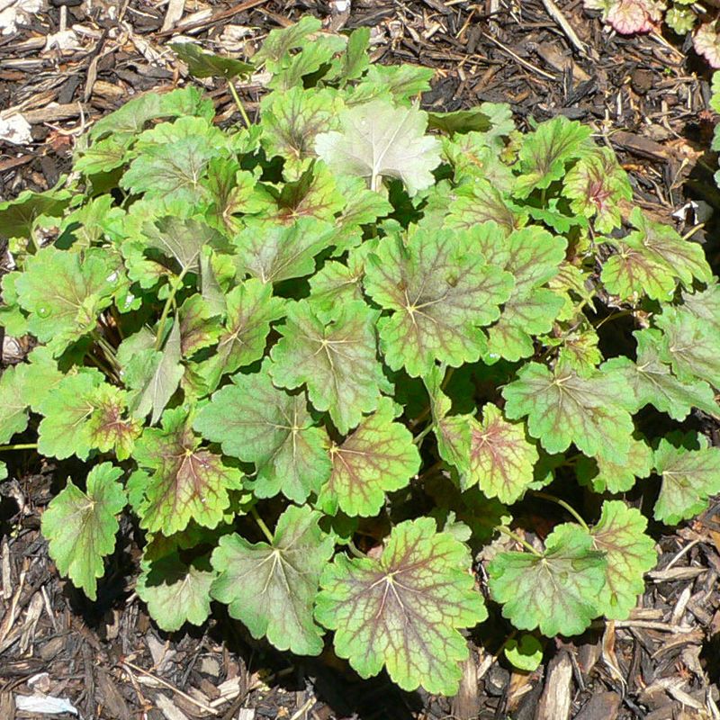 American Coral Bells Brighten Shady Garden Edges