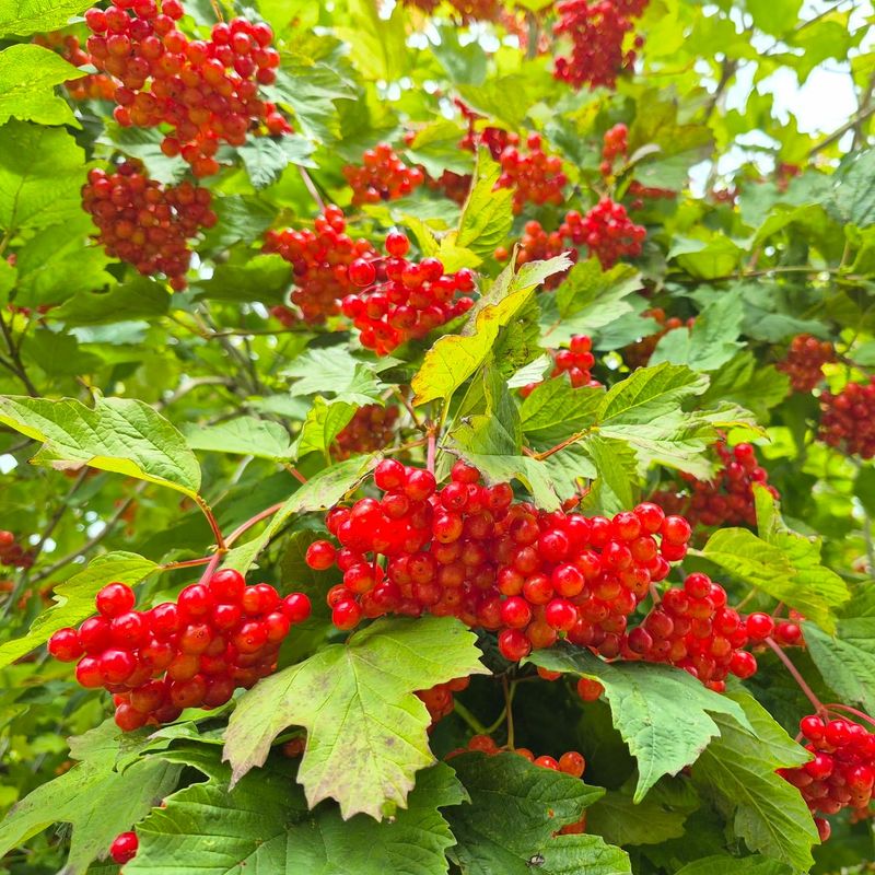 American Cranberrybush Viburnum