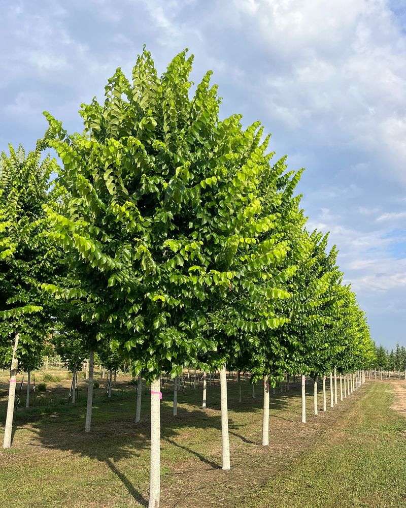 American Elm