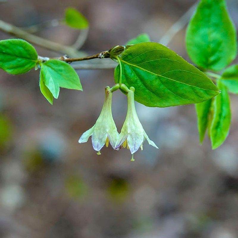American Fly Honeysuckle