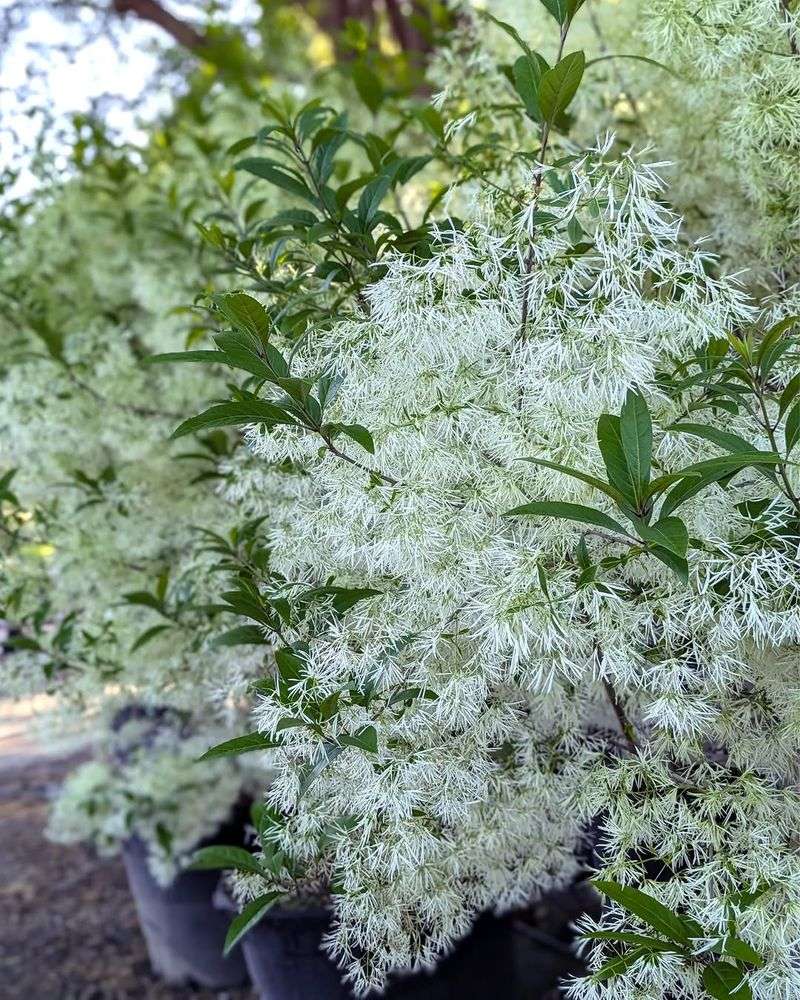 American Fringe Tree American Fringe Tree
