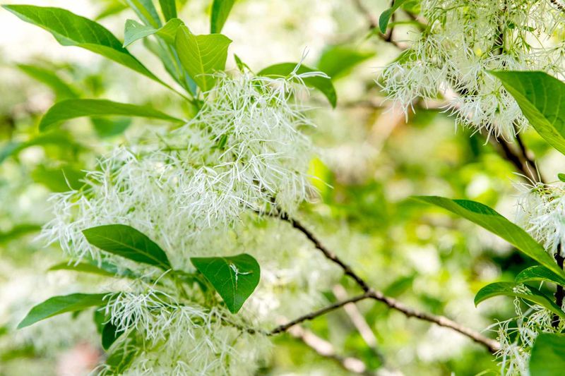 American Fringetree Offers Soft Flower Clusters American Fringetree Offers Soft Flower Clusters