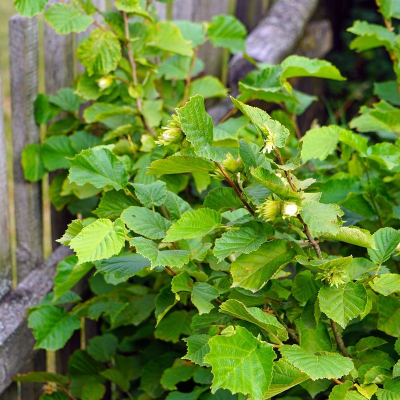 American Hazelnut Adds Edible Nuts To Shrubby Borders