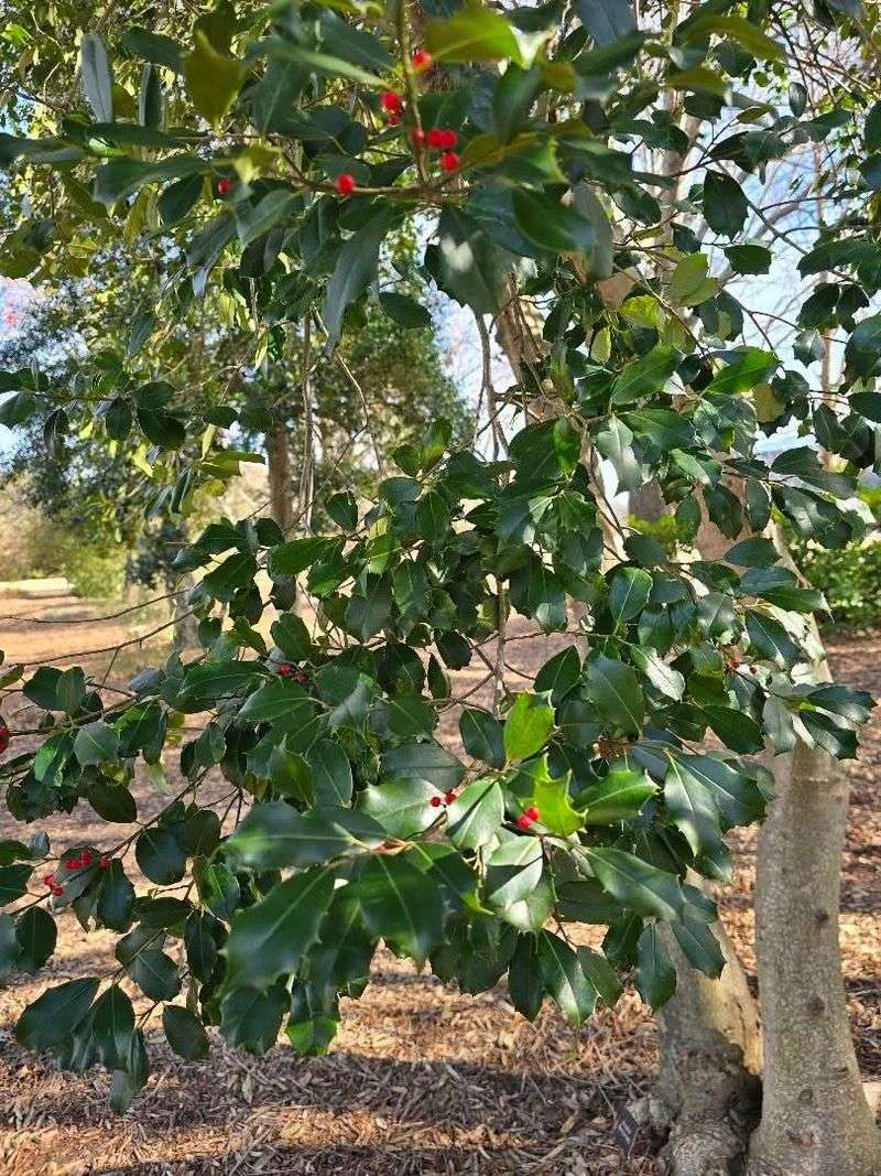 American Holly American Holly