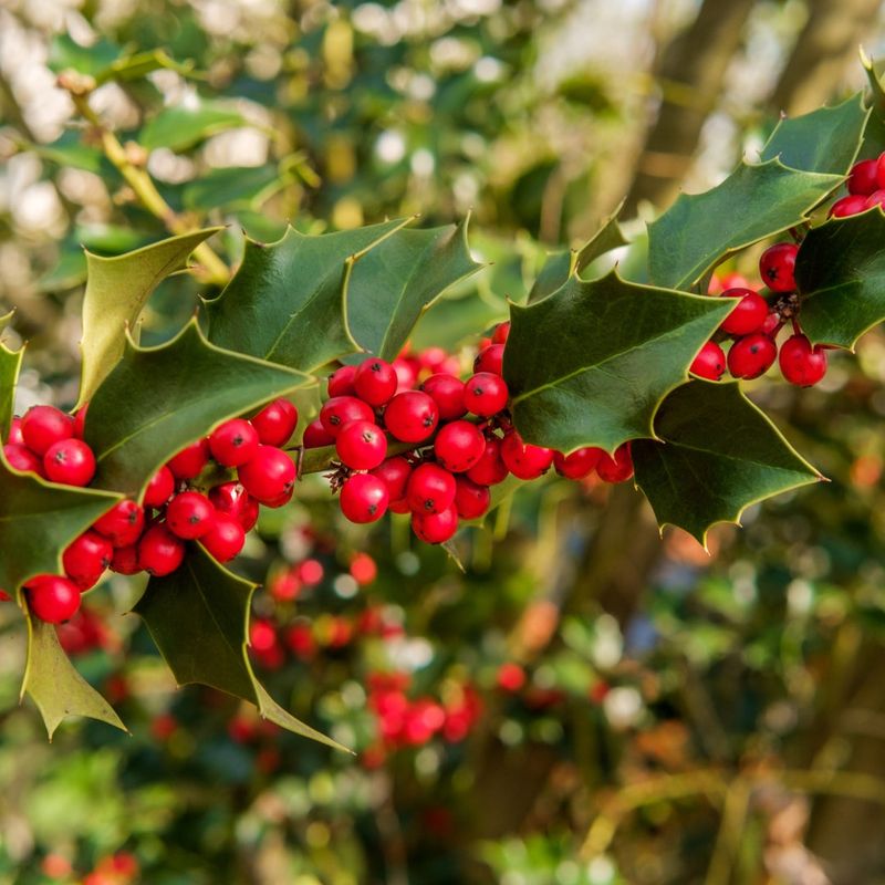 American Holly Brings Classic Privacy And Structure