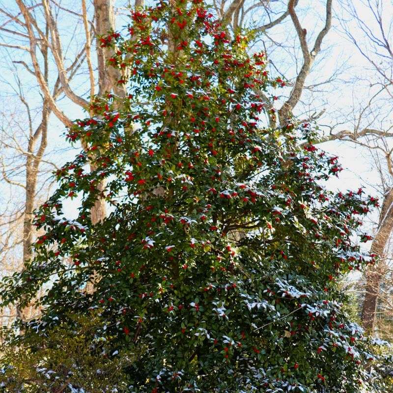 American Holly Establishes With Care In Late Spring