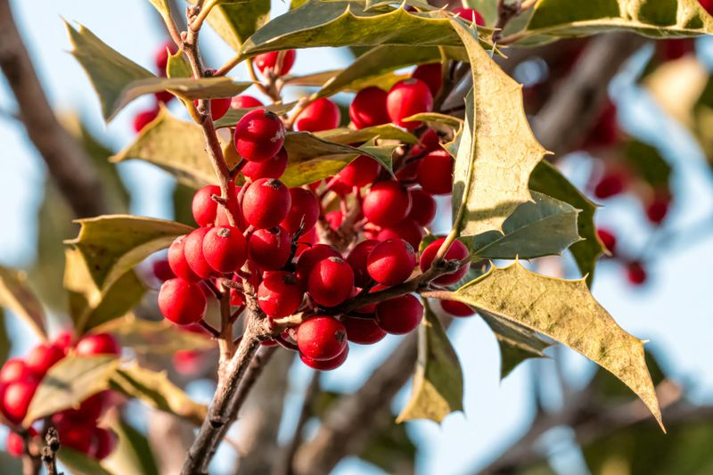 American Holly