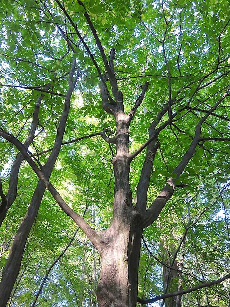 American Hornbeam