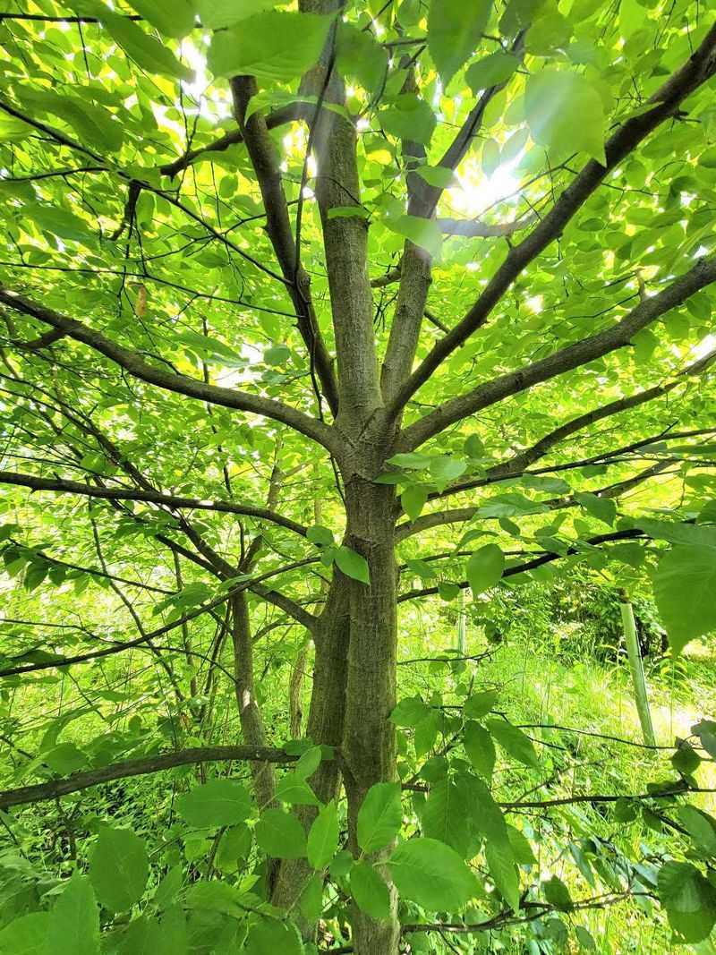 American Hornbeam