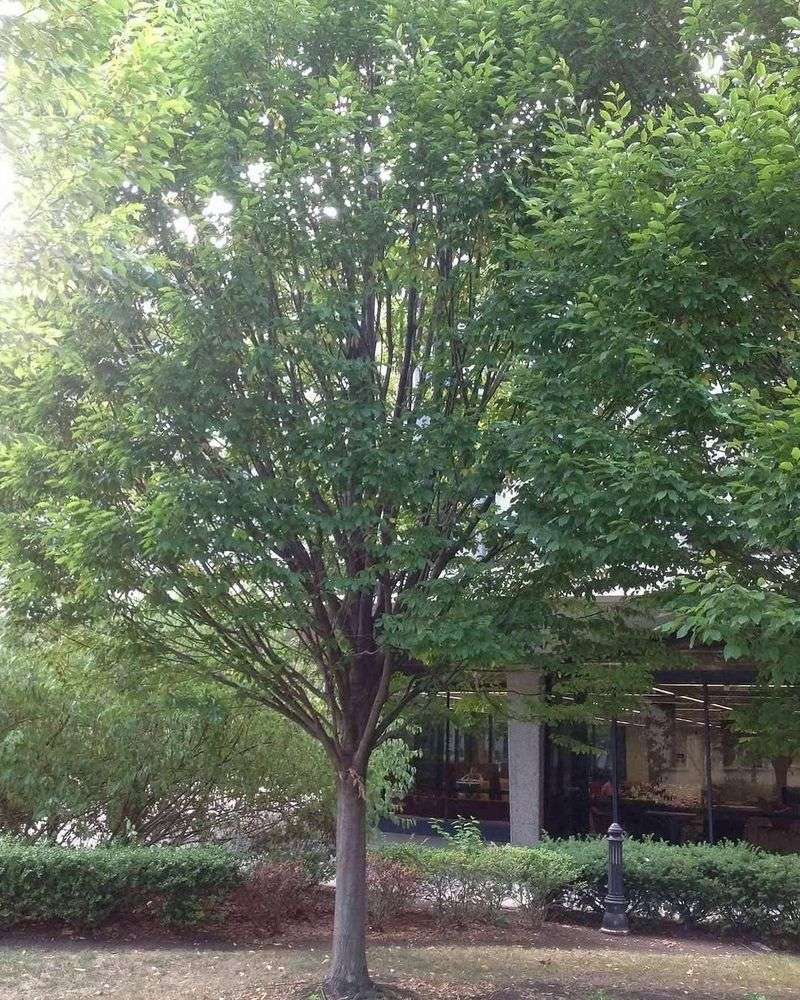 American Hornbeam American Hornbeam