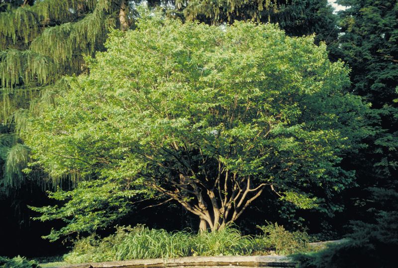 American Hornbeam American Hornbeam