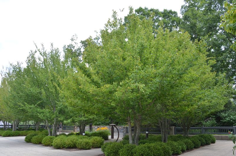 American Hornbeam Builds Shade In Smaller Spaces