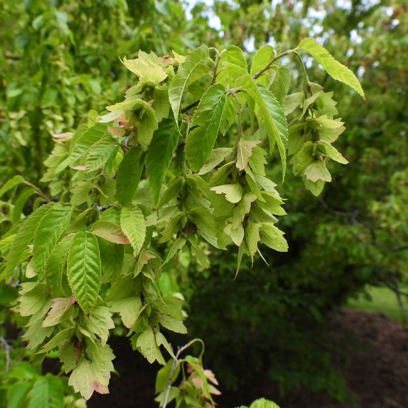 American Hornbeam (Carpinus Caroliniana) American Hornbeam (Carpinus Caroliniana)
