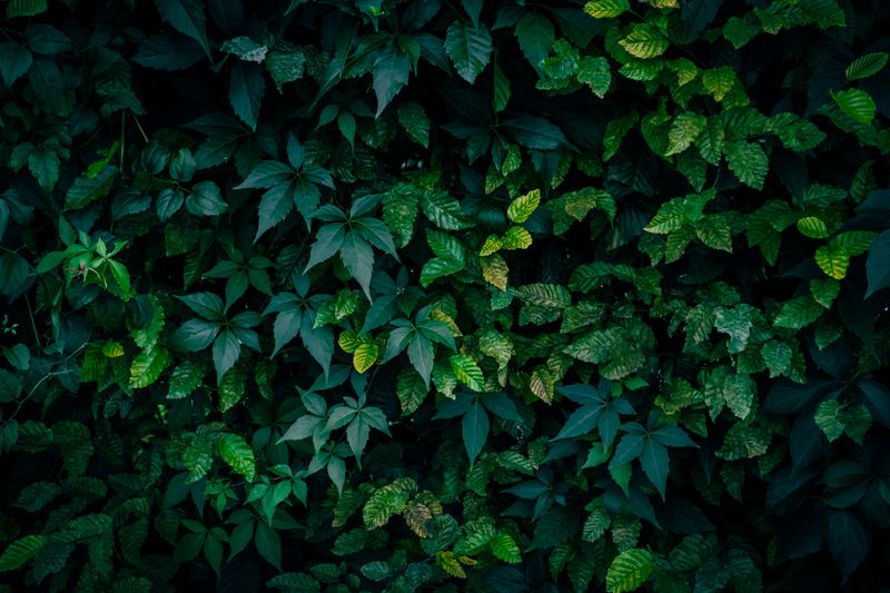 American Hornbeam