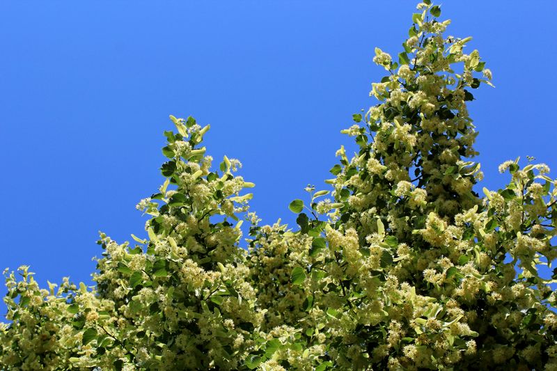 American Linden
