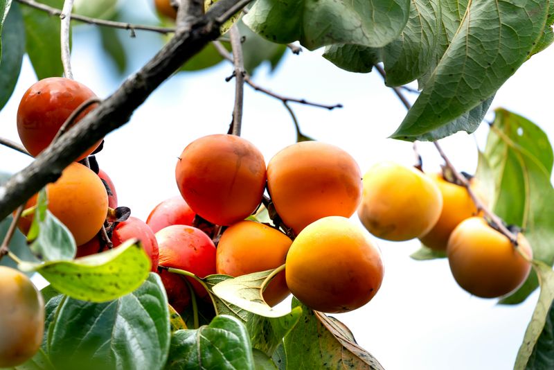 American Persimmon Trees