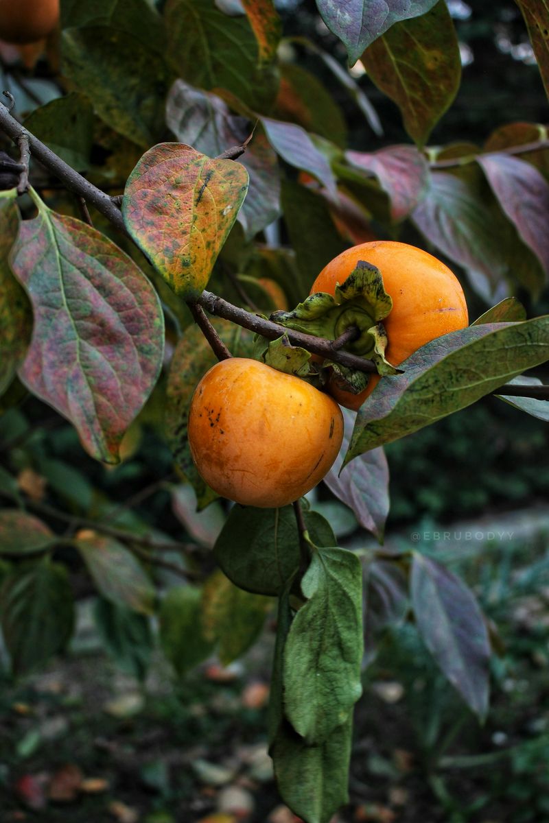 American Persimmon