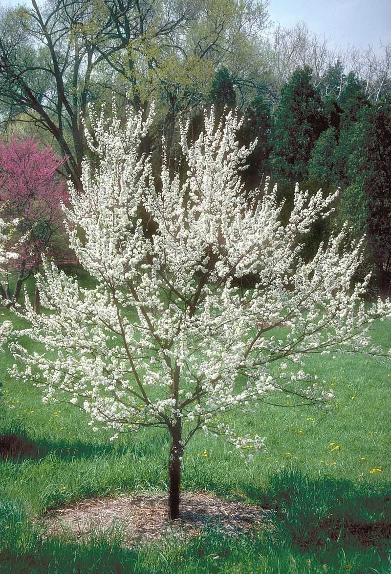 American Plum American Plum