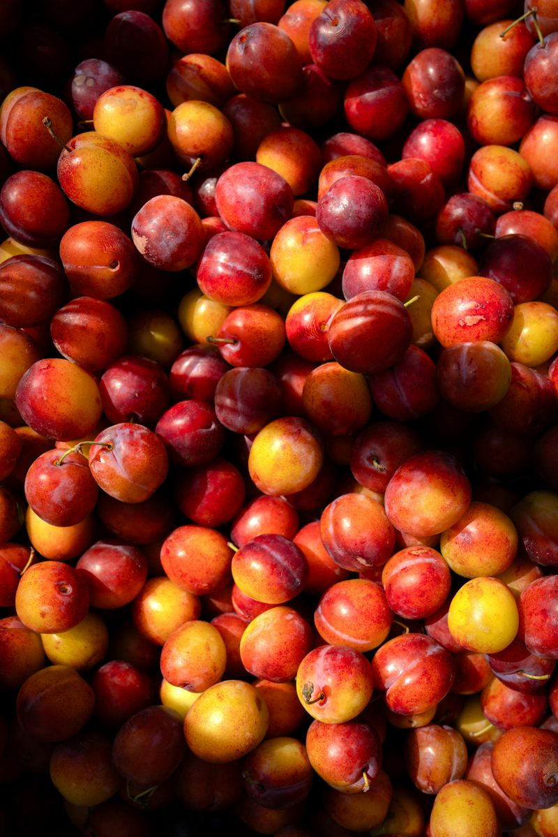 American Plum