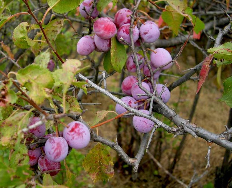 American Plum Grows Thick Along Fence Rows And Roadsides
