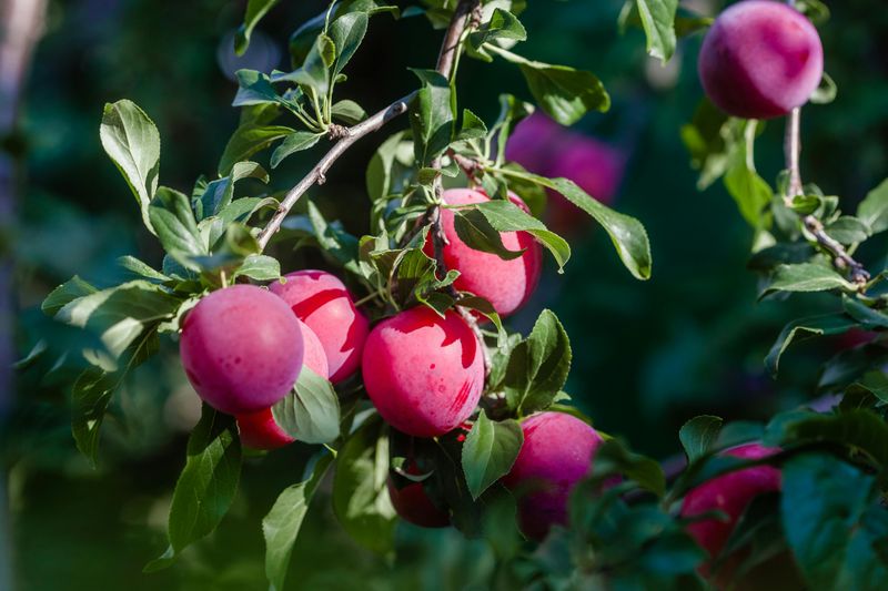 American Plum