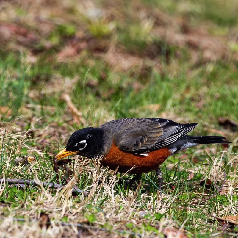 American Robins Search Lawns For Worms And Insects
