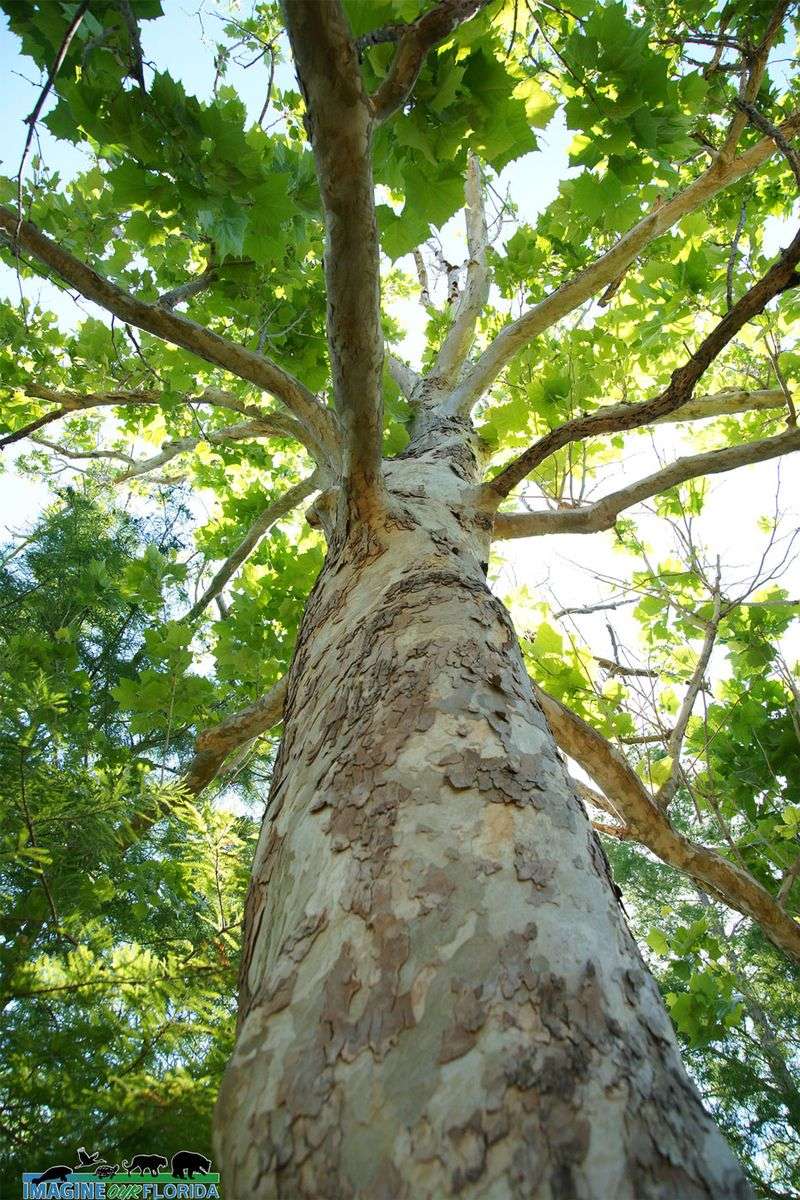 American Sycamore Grows Into A Towering Shade Tree
