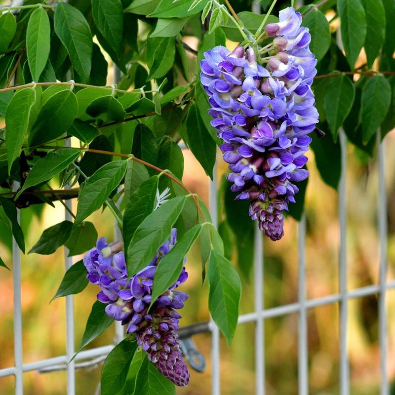 American Wisteria Brings Graceful Trellis Color
