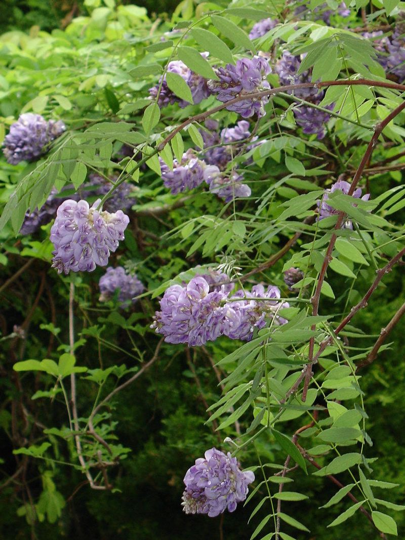 American Wisteria Brings Soft Flower Clusters To Strong Supports