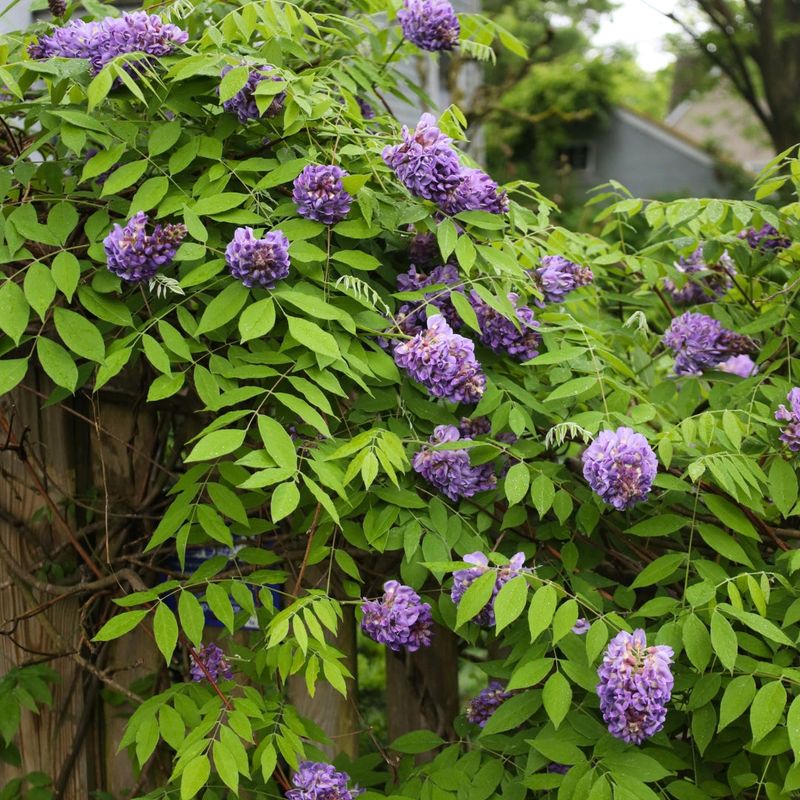 American Wisteria Climbs With Less Chaos