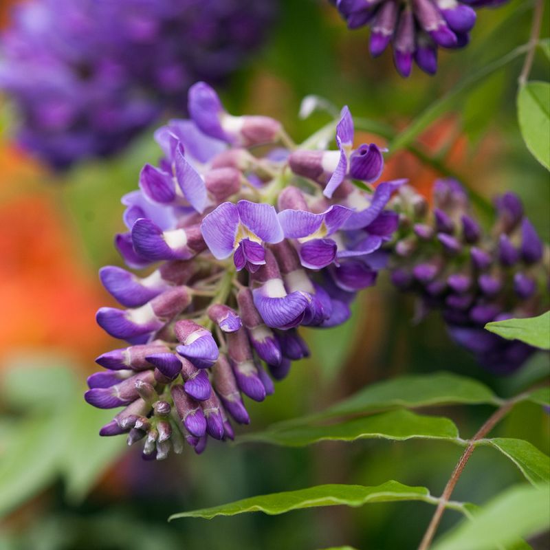 American Wisteria Gives A Native Alternative To Invasive Types