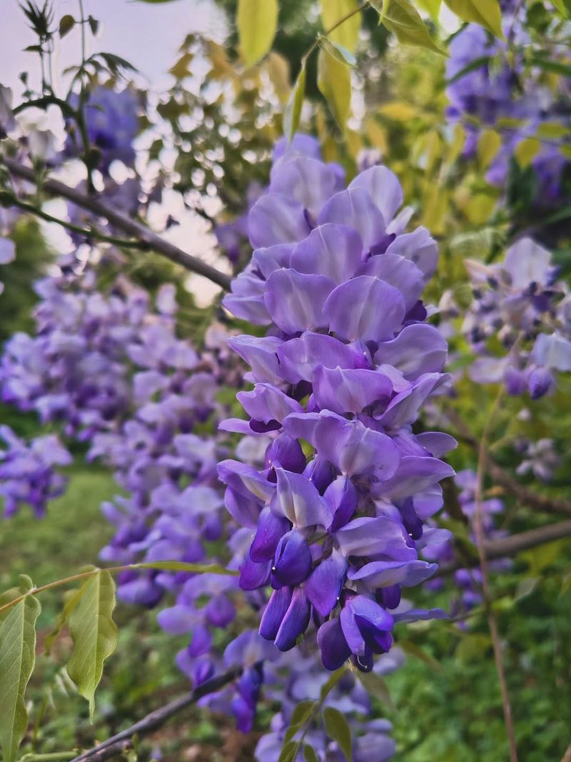 American Wisteria Gives Gardens A Safer Wisteria Choice