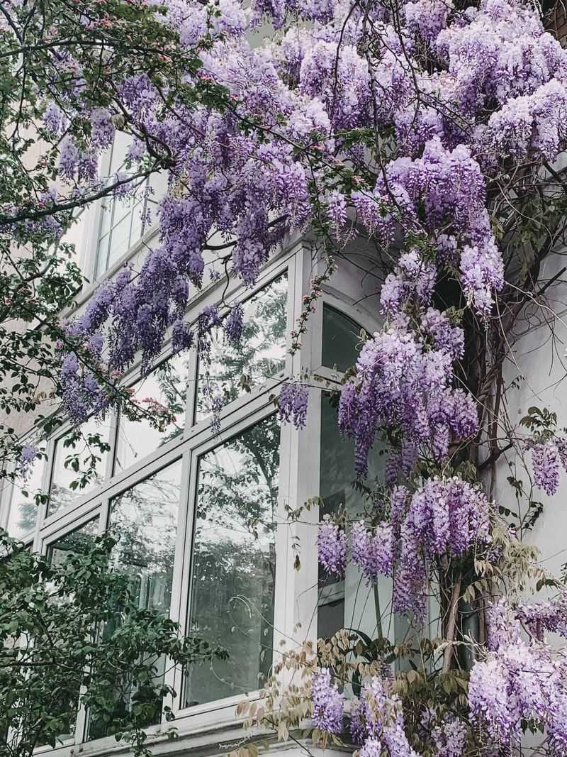 American Wisteria Gives Pergolas A Native Twist