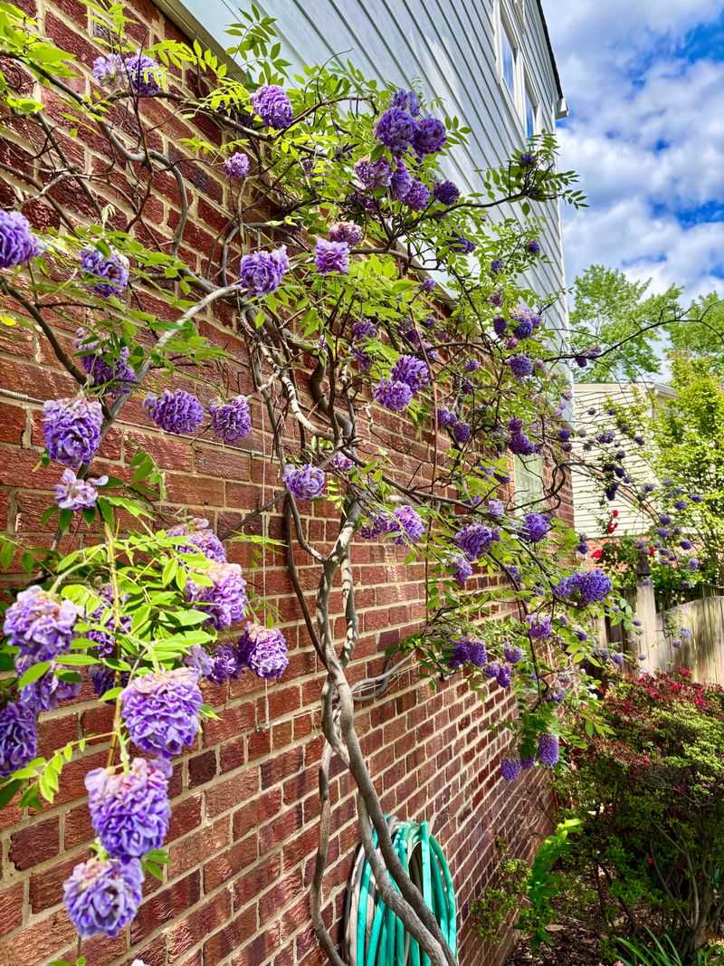 American Wisteria (Wisteria Frutescens)