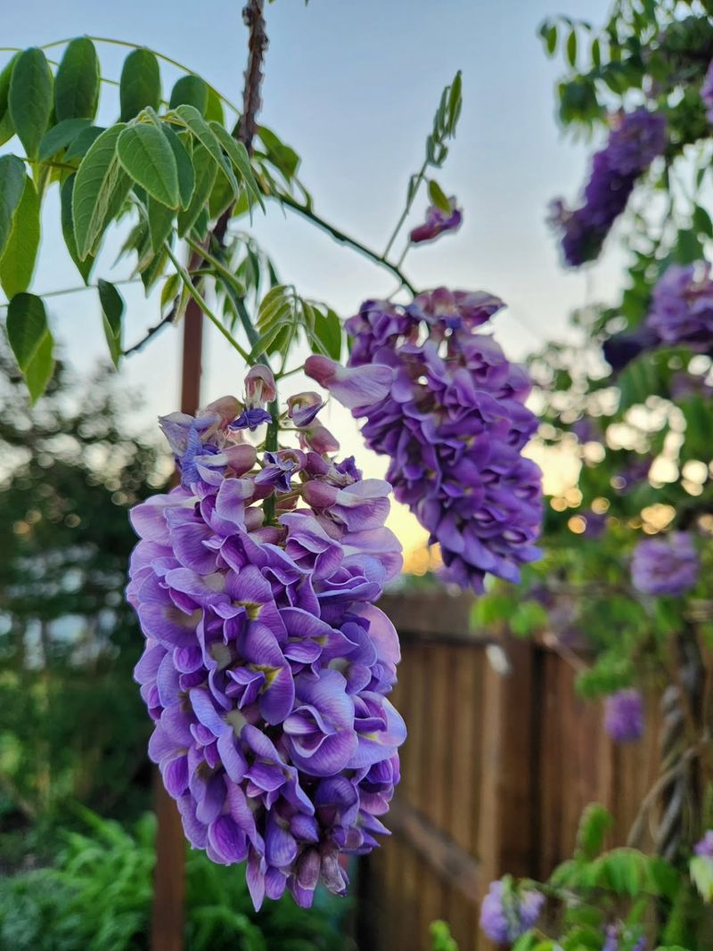 American Wisteria