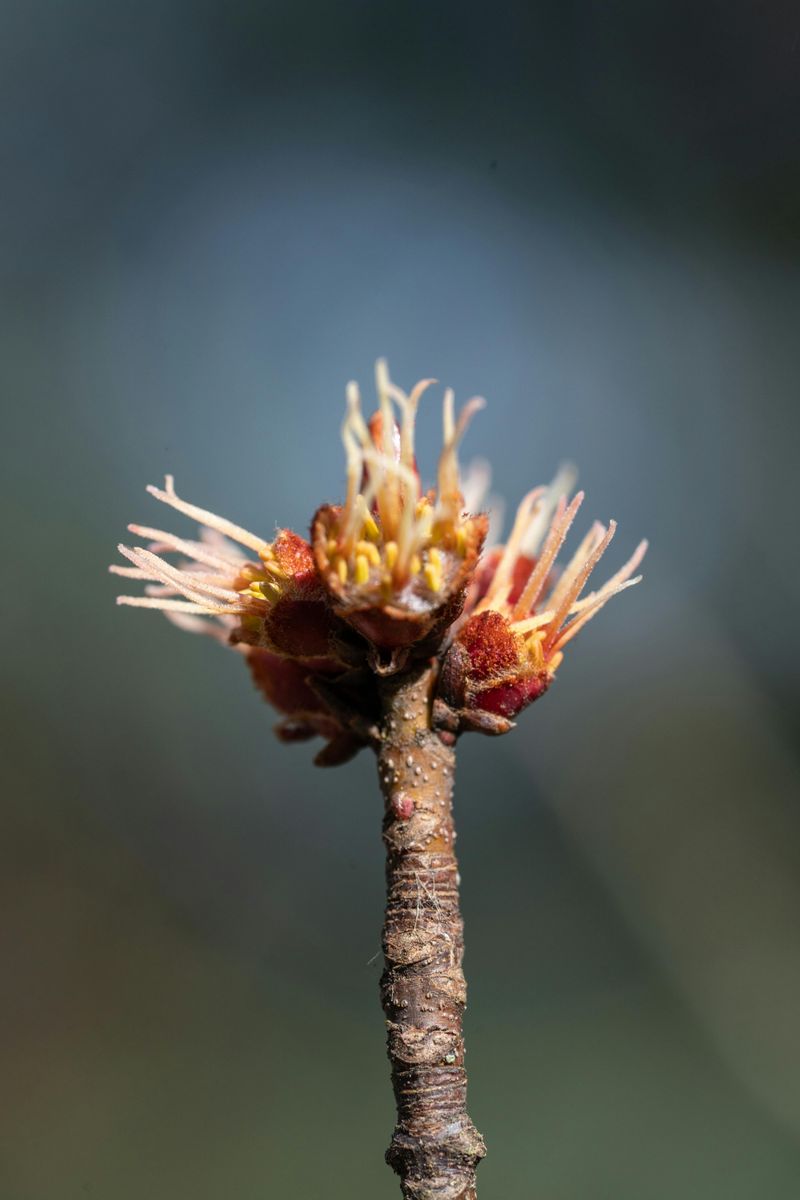 American Witch Hazel