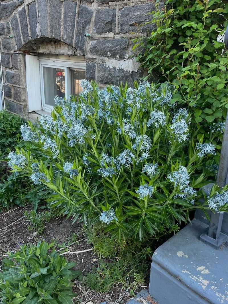 Amsonia Brings Delicate Blue Blooms And Brilliant Fall Color