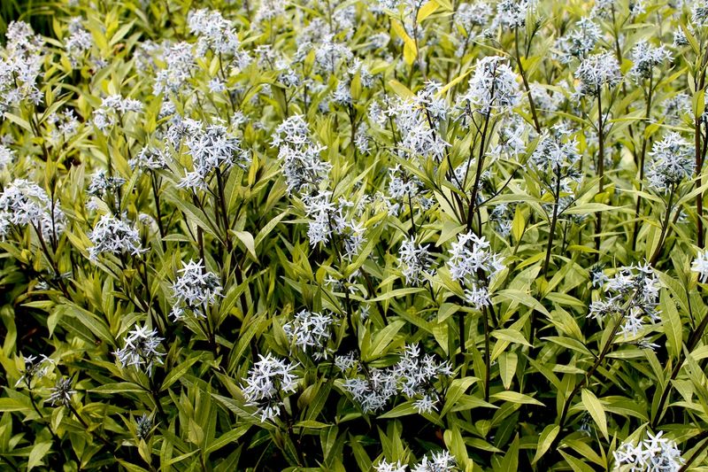 Amsonia Tabernaemontana 'Storm Cloud' Adds Flowers And Foliage Interest Amsonia Tabernaemontana 'Storm Cloud' Adds Flowers And Foliage Interest