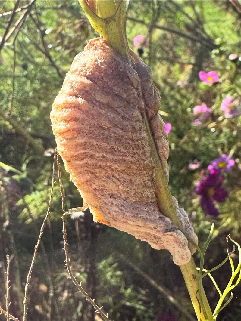 An Egg Case May Have Hatched Somewhere Nearby
