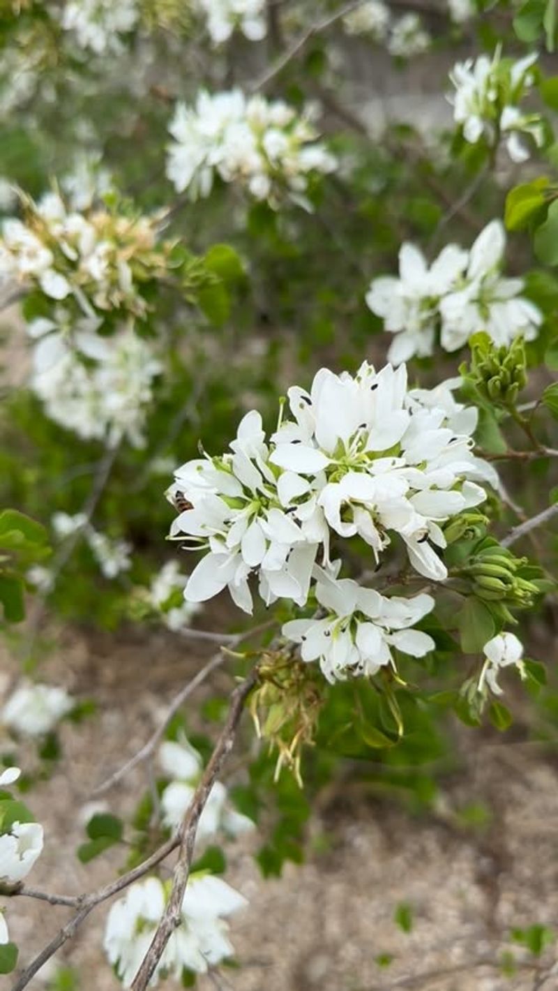 Anacacho Orchid Tree
