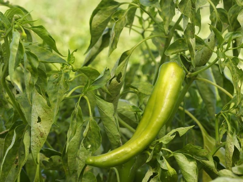 Anaheim Peppers Keep Producing In Heat Anaheim Peppers Keep Producing In Heat