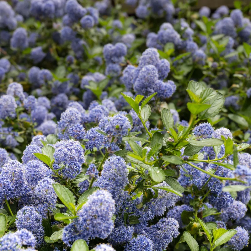 Anchor Bay Ceanothus Keeps The Ground Well Covered Anchor Bay Ceanothus Keeps The Ground Well Covered