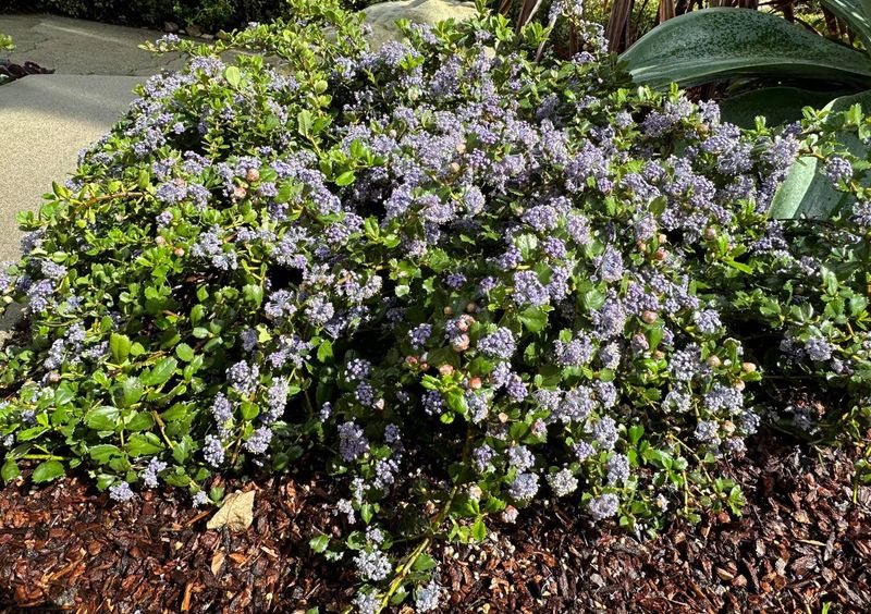 Anchor Bay Ceanothus Stays Dense And Low