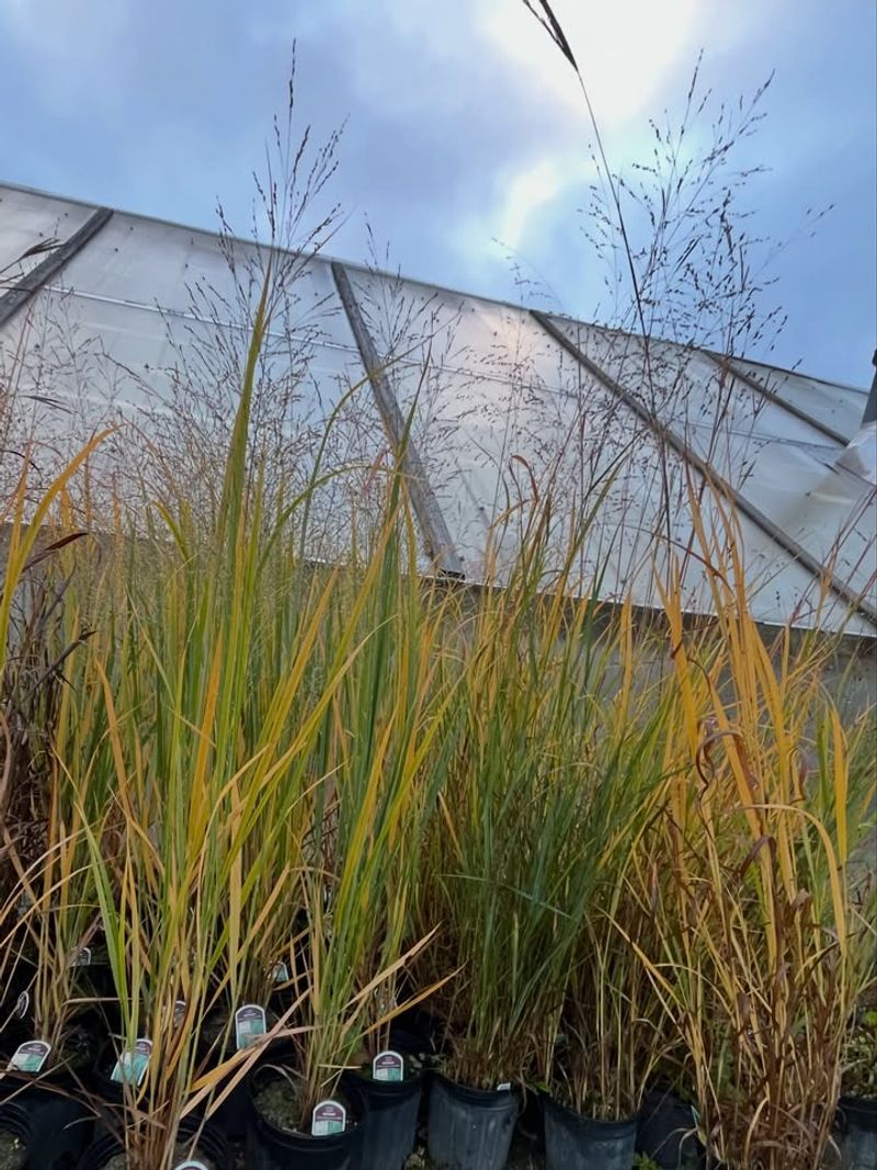 Anchor Big Pots With Northwind Switchgrass