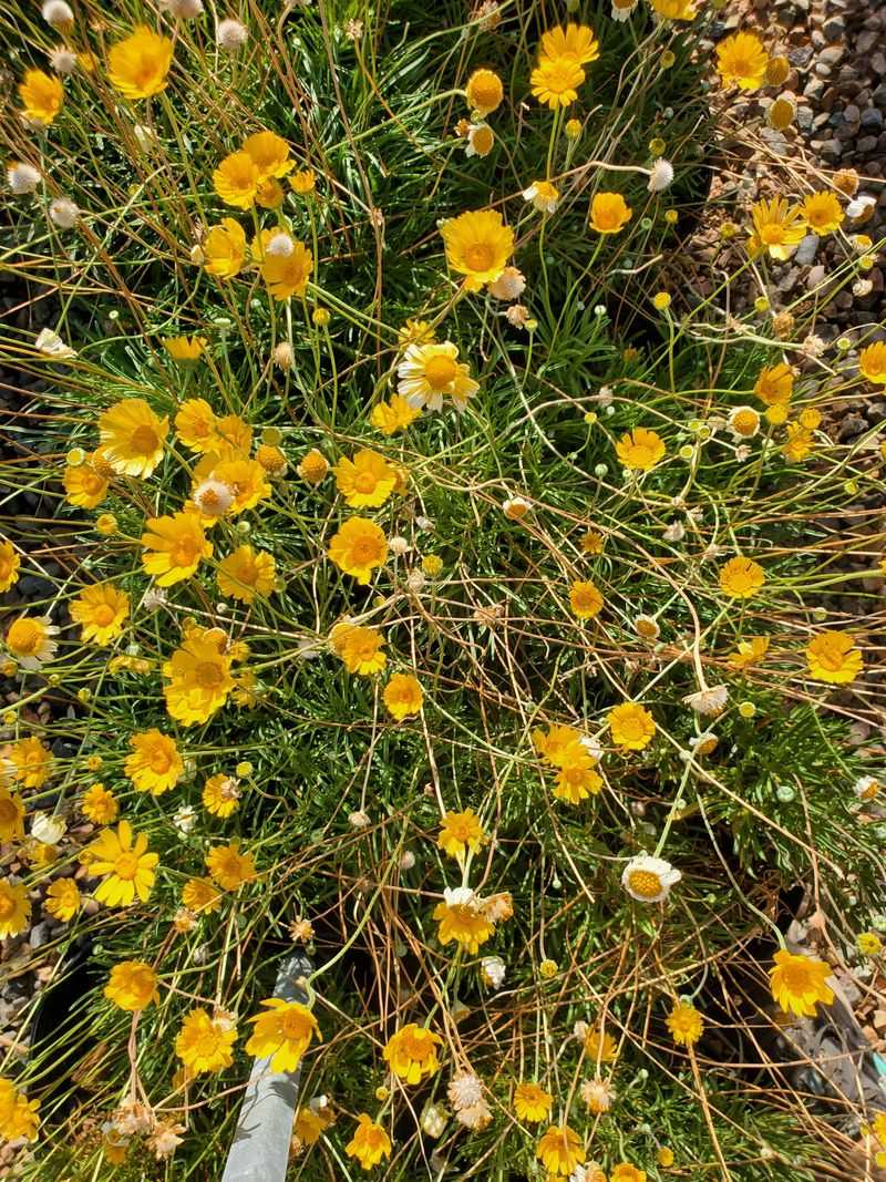 Angelita Daisy Continues Blooming After Cleanup