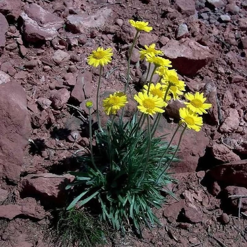 Angelita Daisy Flowers Repeatedly From Spring Into Fall
