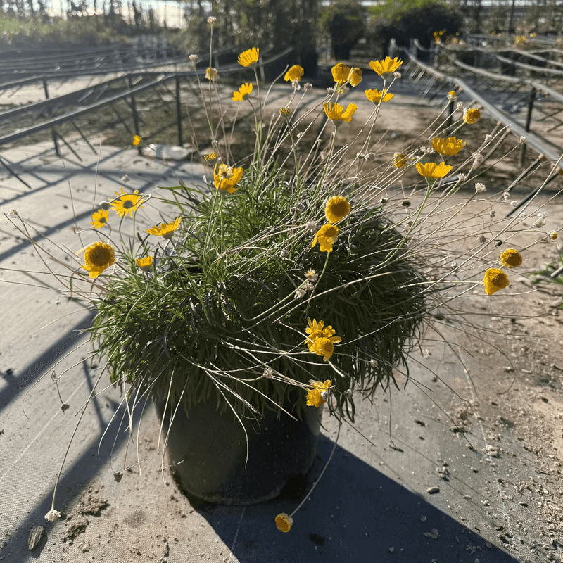Angelita Daisy Stays Compact And Colorful With Little Care