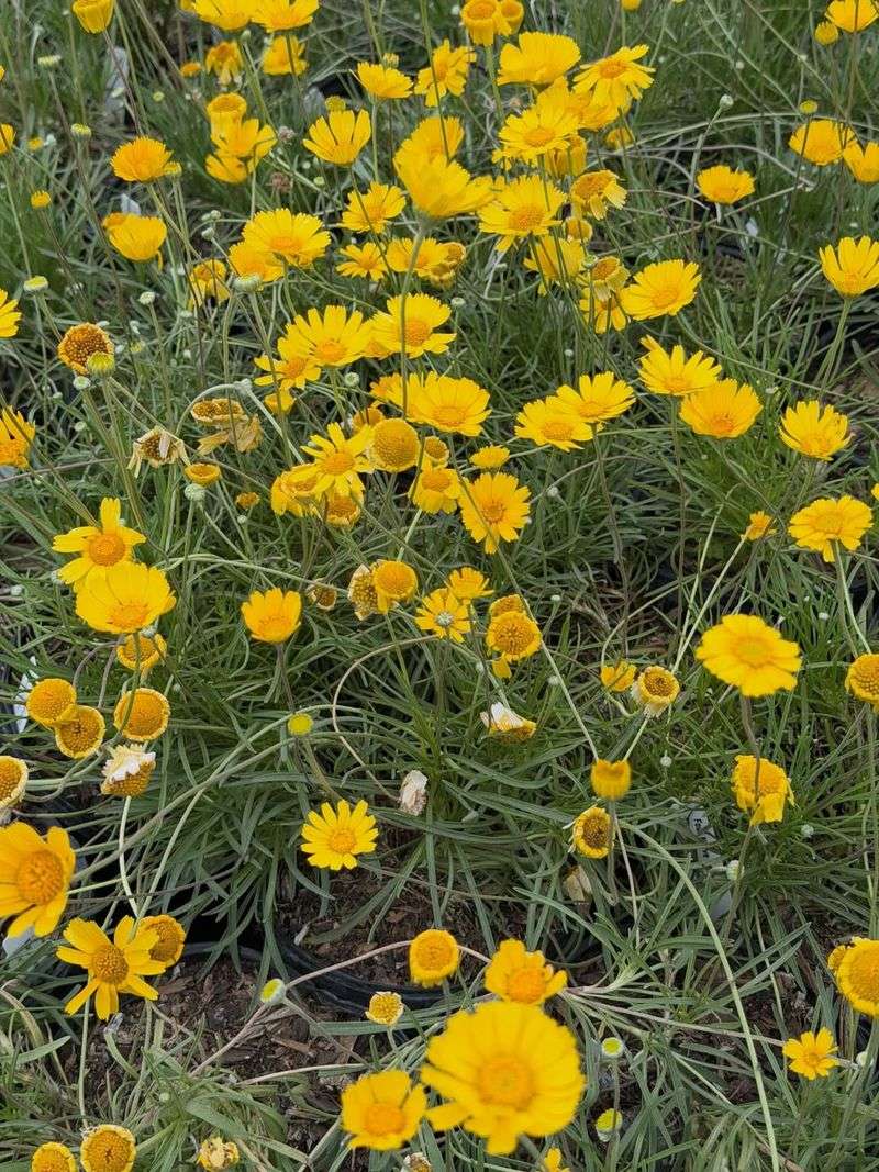 Angelita Daisy Thickens Quickly In Full Sun