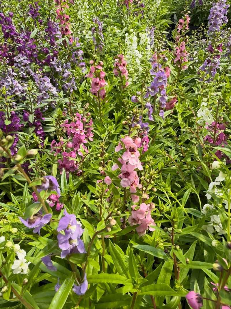 Angelonia